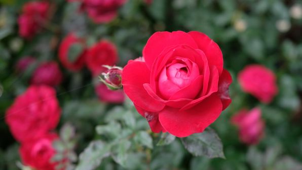 Elfriedes Rosenpracht 