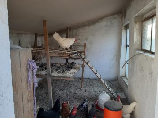 So sieht es in einem bewohnten Hühnerstall mit mind. 25 weiblichen Mistkratzern und einem stolzen Caruso aus
