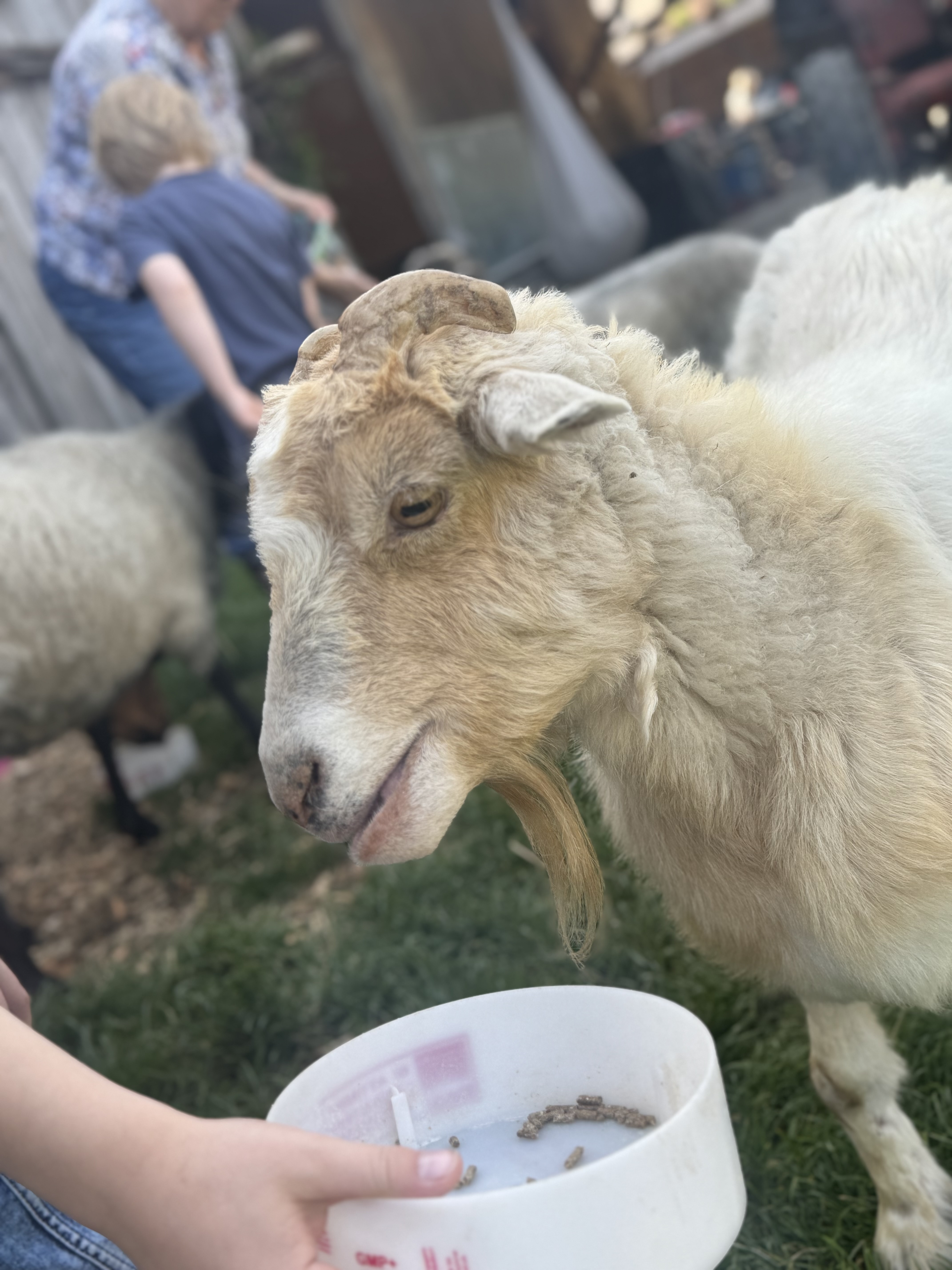 zusammen Tiere Füttern