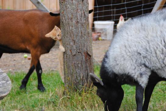 Tiere in und um Urphertshofen