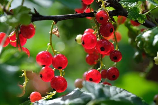 Unsere geschmackvollen Johannisbeeren versüßen Ihr Joghurt zum Frühstück