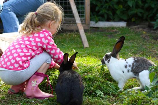 Im großen Freigehege können die Hasen immer gefüttert und gestreichelt werden