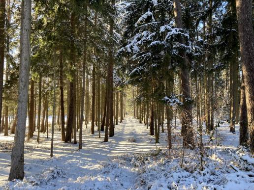 Traumhaft im Wald © KathiR.